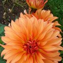 Dahlia x 'Automne Fairy'